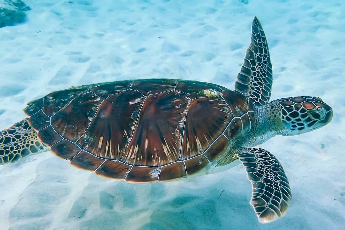 Turtle in Koh Rong Beach